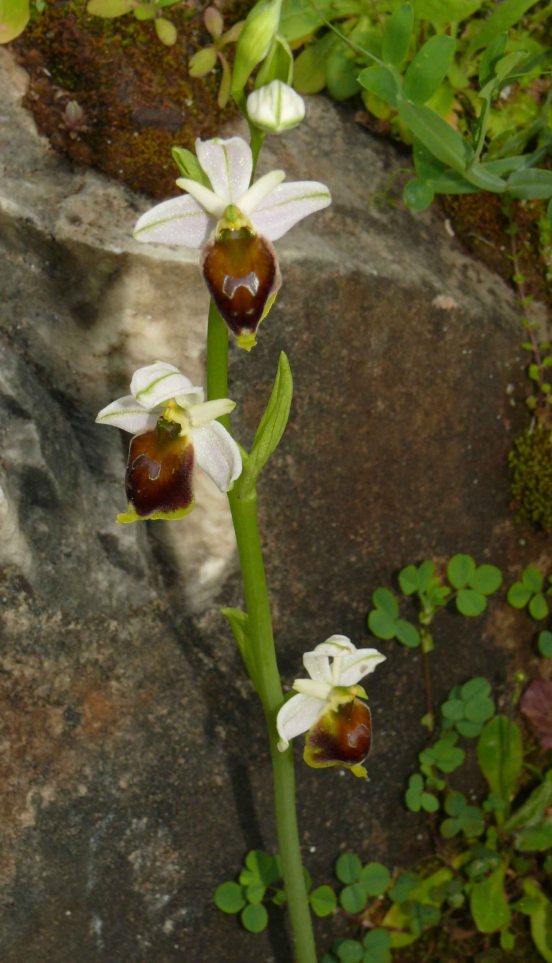 Ophrys a margine parco minerario